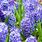 Spring Flowers Hyacinth