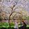 Springtime Claude Monet Painting