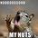 Squirrel Nuts Meme