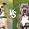 Staffordshire Bull Terrier vs Pit Bull