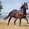 Stallion Horse Breed