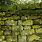 Stone Wall Moss