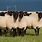 Suffolk Cross Sheep
