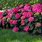Summer Crush Hydrangea Plants