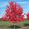 Summer Red Maple Tree