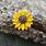 Sunflower Brooch Pin