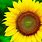 Sunflower HD