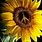 Sunflower Peace