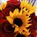 Sunflower Roses Wallpaper