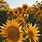 Sunflower Tumblr