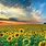 Sunflower and Sky Wallpaper