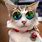 Sunglasses Cat Image