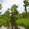 Swamps in Louisiana