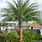 Sylvester Palm Trees Florida