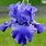 Tall Bearded Iris Flowers