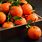 Tangerine Varieties