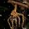 Tarantula Exoskeleton
