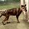 Tasmanian Tiger Found