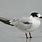 Tern Sea Bird