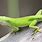Texas Green Anole Lizard