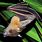 Thailand Bats