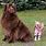 The Largest Dog Breed