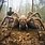 The Largest Spider On Earth