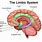 The Limbic Brain