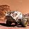 The Martian Rover 2