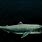 The Megamouth Shark