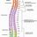 Thoracic Cord