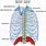 Thoracic Lymph Duct