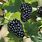 Thornless Blackberries Plants