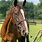 Thoroughbred Horses for Sale