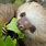 Three-Toed Sloth Diet