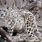 Tibetan Snow Leopard