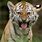 Tiger Cub Roar