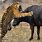 Tiger Kills Buffalo
