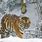 Tiger On Snow