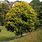 Tilia Europaea Tree