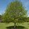Tilia Tree