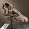 Titanosaur Skull