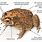 Toad Anatomy