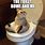 Toilet Cat Meme