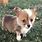 Toy Corgi Dogs