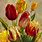 Tranh Hoa Tulip