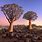Trees of Namibia