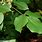 Trifoliate Leaf Tree