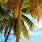 Tropical Beach Palm Tree Wallpaper