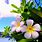 Tropical Hawaiian Flower Wallpaper